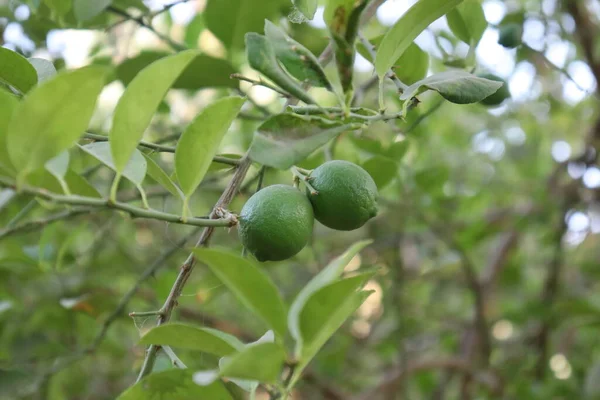 yeşil limon (Citrus limon) doğada