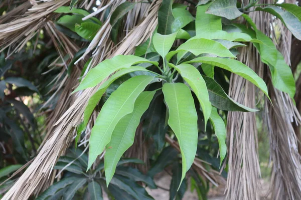 yeşil yaprakları mango ağacı