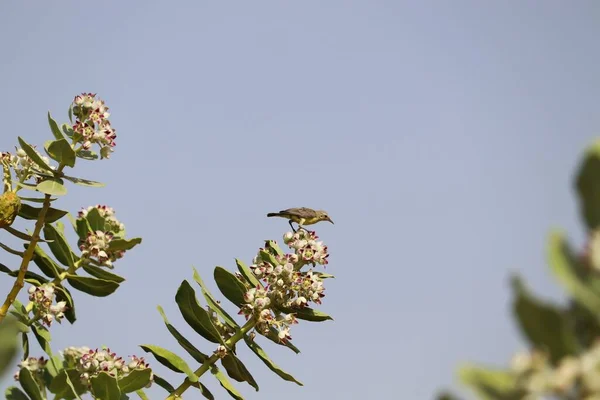 Femelle Nile Valley Sunbird — Photo