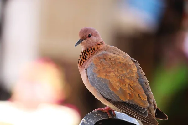 Dove (Spilopelia senegalensis gülüyor)