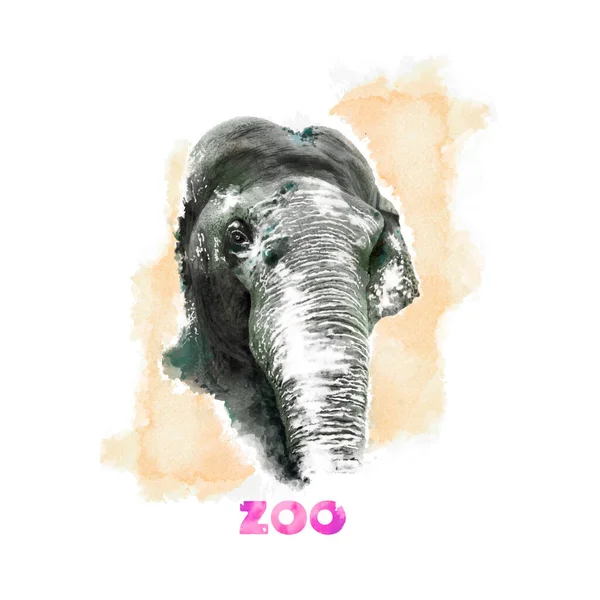 Hayvan vektör kümesi. Beyaz arka planda izole edilmiş fil eliyle boyanmış suluboya çizimi