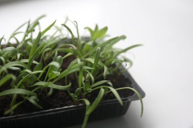 Mikro yeşiller. Beyaz arka planda yeşil, taze bitkiler filizleniyor, evde büyüyor, dairenin balkonunda büyüyor.