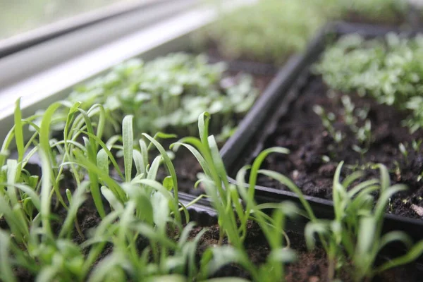 Microgreens Green Muda Kecambah Tanaman Tumbuh Rumah Tumbuh Balkon Apartemen — Stok Foto