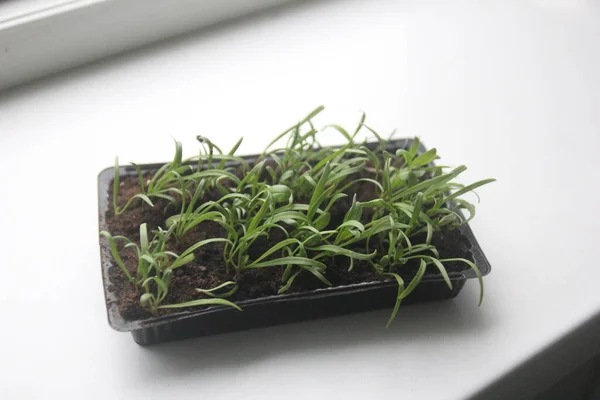 Microgreens Green Brotes Jóvenes Plantas Sobre Fondo Blanco Creciendo Casa — Foto de Stock