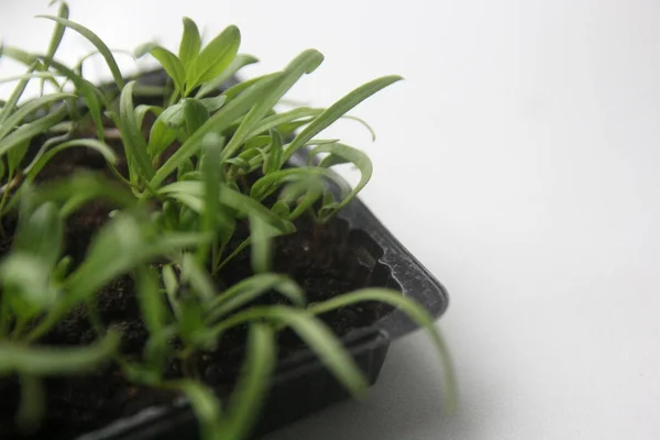 Microgreens Green Brotes Jóvenes Plantas Sobre Fondo Blanco Creciendo Casa —  Fotos de Stock