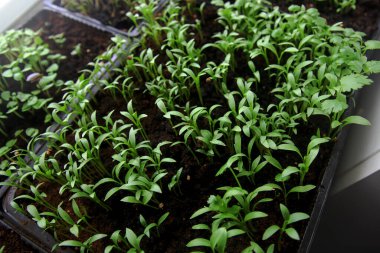 Mikroçimler. Genç yeşil bitkiler filizleniyor, pencereden yansıyan ışık gölgeleri, çizgili gölge ışığı, dairenin balkonunda büyüyen evler.