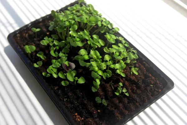 Microgreens Groene Jonge Plant Groeit Een Witte Achtergrond Schaduwen Van — Stockfoto