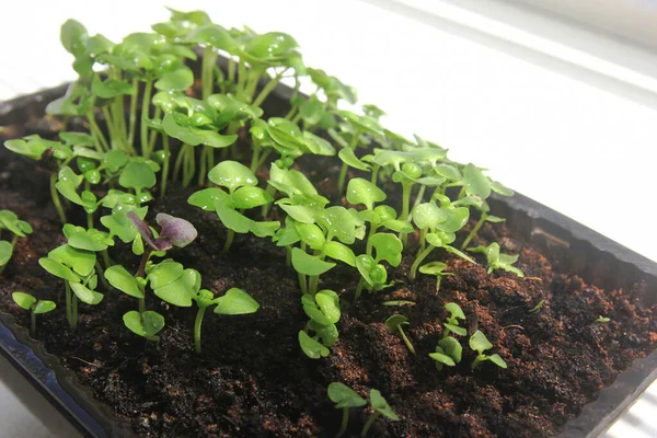 Microgreens Basilicum Groen Groene Jonge Plant Ontspruit Een Witte Achtergrond — Stockfoto