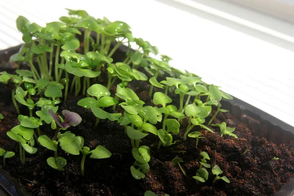 Microgreens Verduras Albahaca Brotes Plantas Jóvenes Verdes Sobre Fondo Blanco —  Fotos de Stock
