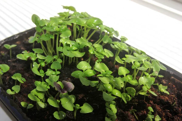 Mikrogrã Basilikumgrün Nahaufnahme Grüne Junge Pflanze Sprießt Auf Weißem Grund — Stockfoto