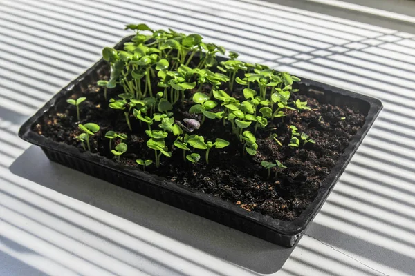 Microgreens Groene Jonge Plant Groeit Een Witte Achtergrond Schaduwen Van — Stockfoto