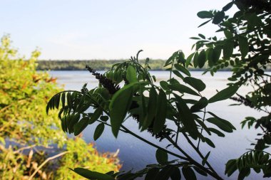 Çiçek açan akasya ağacı. Dinyeper Nehri manzarası, Zaporozhye bölgesi. Ukrayna. Vahşi yaşam, rezerv, berrak mavi gökyüzü