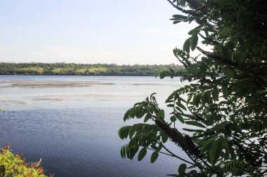 Dinyeper Nehri manzarası, Zaporozhye bölgesi. Ukrayna. Yeşil ağaçlardaki nehir manzarası, vahşi yaşam, doğa rezervi, açık mavi gökyüzü.