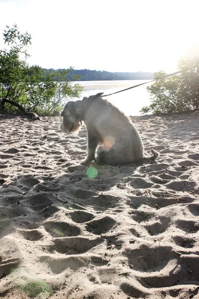 Περπατήστε Κατά Μήκος Της Παραλίας Ένα Γκρι Σκυλί Schnauzer Στην — Φωτογραφία Αρχείου