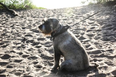 Gri bir Schnauzer köpeğiyle sahil boyunca yürü. Nehrin kıyısında kumda bir köpek oturuyor.