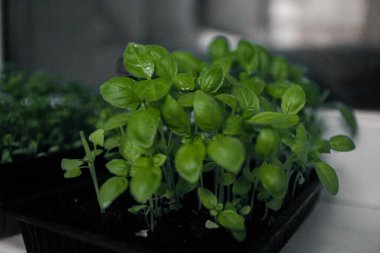 Mikroçimler. Fesleğen. Yakın plan. Beyaz arka planda yeşil genç bitkiler filizleniyor, pencereden yansıyan ışık gölgeleri, çizgili gölge ışığı, dairenin balkonunda büyüyen evler.