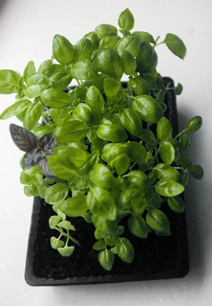 Microgreens Verduras Albahaca Brotes Plantas Jóvenes Verdes Sobre Fondo Blanco —  Fotos de Stock