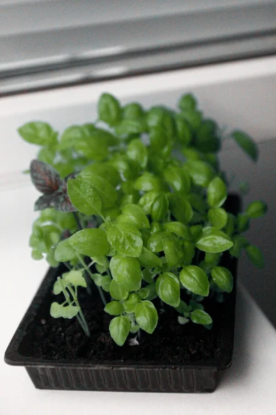 Microgreens Verduras Albahaca Primer Plano Brotes Plantas Jóvenes Verdes Sobre —  Fotos de Stock