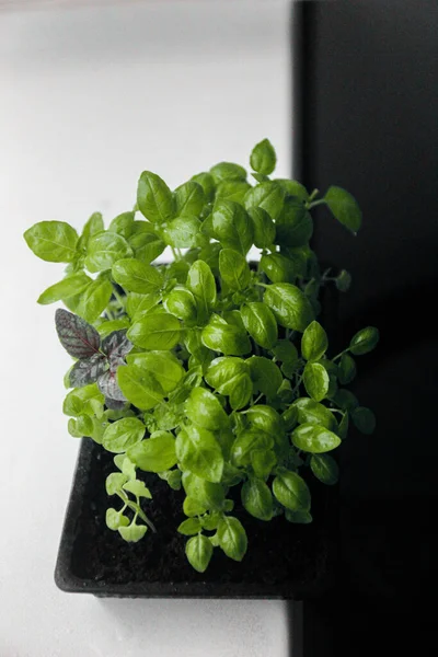 Microgreens Verduras Albahaca Brotes Plantas Jóvenes Verdes Sobre Fondo Blanco — Foto de Stock