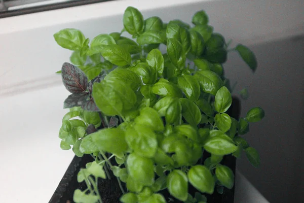 Microgreens Verduras Albahaca Brotes Plantas Jóvenes Verdes Sobre Fondo Blanco — Foto de Stock