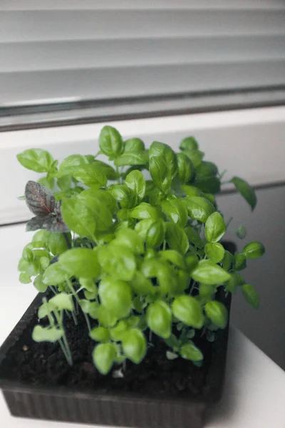 Mikrogrã Basilikumgrün Nahaufnahme Grüne Junge Pflanze Sprießt Auf Weißem Grund — Stockfoto