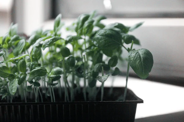 Microgreens Verduras Manjericão Close Green Brotos Plantas Jovens Fundo Branco — Fotografia de Stock