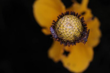 Güzel botanik fotoğrafı, doğal duvar kağıdı.