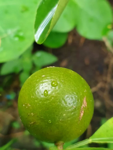 Yağmurdan sonra ağaçta kireç