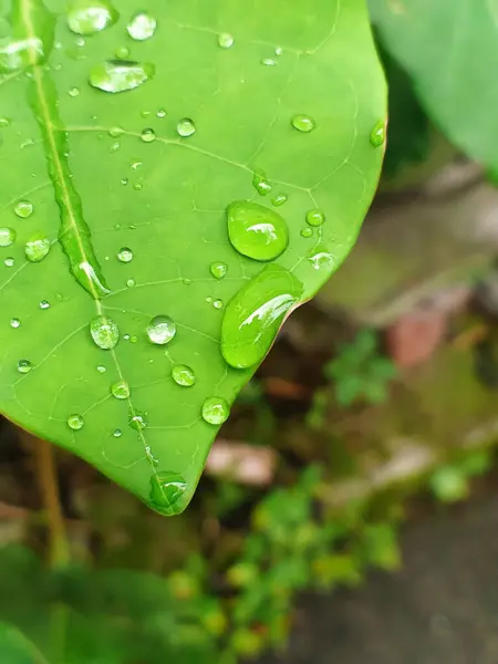 yeşil yaprak üzerinde Su damlacıkları