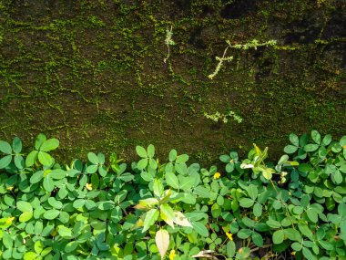 Yeşillik bitkilerinin arkasındaki eski yosun duvarı