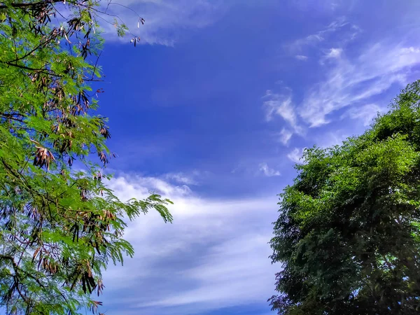 İki ağaç arasında güzel ince bulutlar.