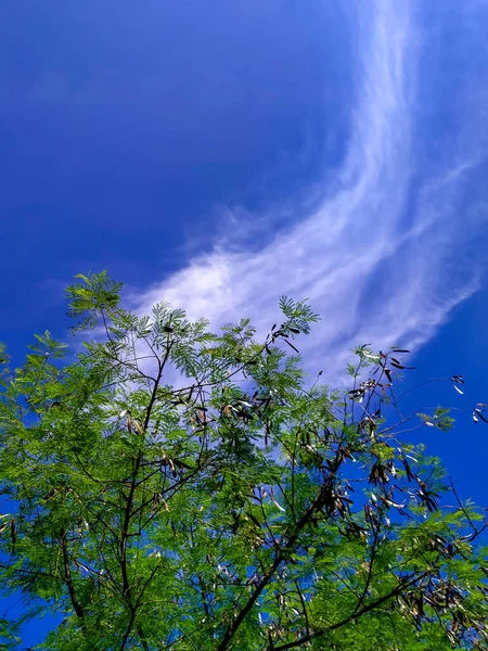 Sky Looks Sucks Clouds Tree — Stock Photo, Image