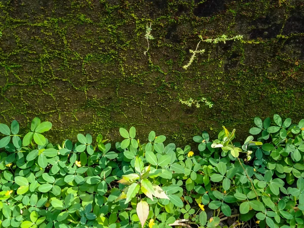 Yeşillik bitkilerinin arkasındaki eski yosun duvarı