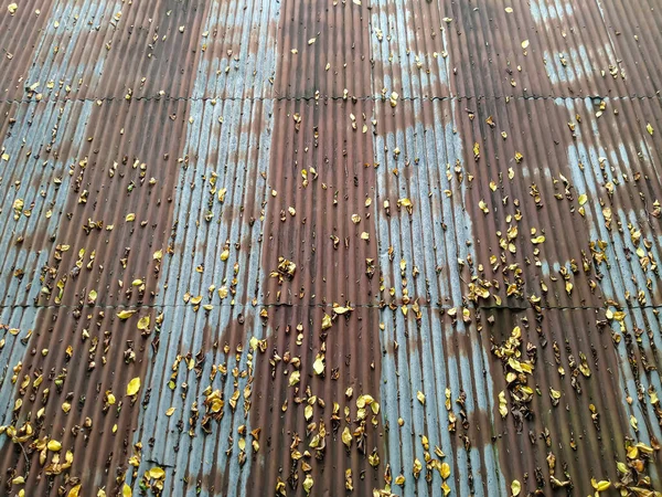 Eski paslı çinko çatı ölü yapraklarla doluydu.