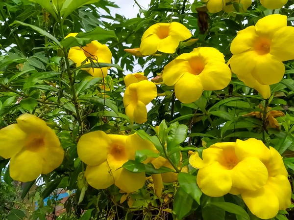 Krásná Allamanda Květina Krásné Žluté Barvě Zelené Listy Pozadí — Stock fotografie