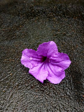 Düşmüş Ruellia Simplex çiçeği yağmurdan sonra