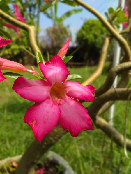 Pouštní Růže Nebo Zahradní Adenium Květiny Předvádějí Svou Krásnou Růžovou — Stock fotografie