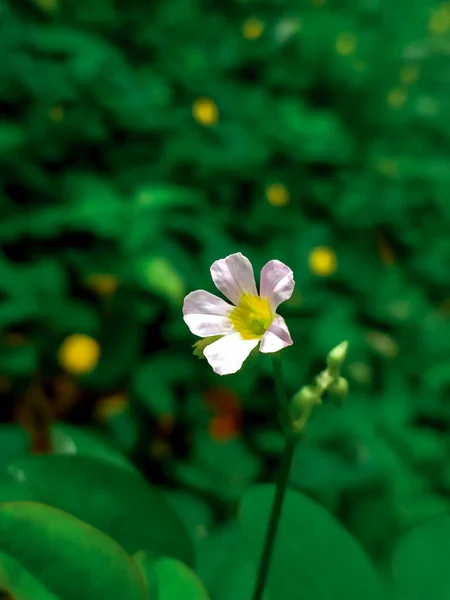 Krásná Malá Rostlina Oxalis Barrelieri — Stock fotografie