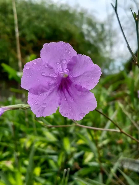 Reulia Simplex Květ Krásnou Fialovou Barvou Dešti — Stock fotografie