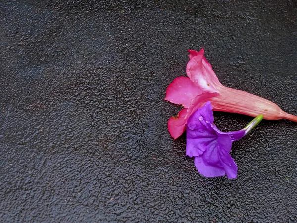 Ruellia Simplex Och Dessert Rose Blommor Som Faller Gatan Efter — Stockfoto