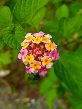 Canlı renkleri olan güzel Lantana Camara çiçekleri.