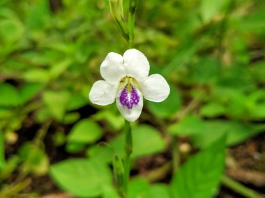 Bahçede küçük tropikal bir orkide sersemletici beyaz ve mor.