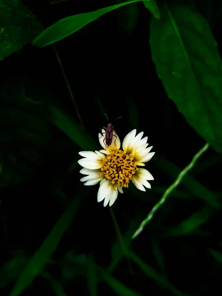 Malý Ale Krásný Mráz Astr Divoký Květ Bílou Žlutou Uprostřed — Stock fotografie