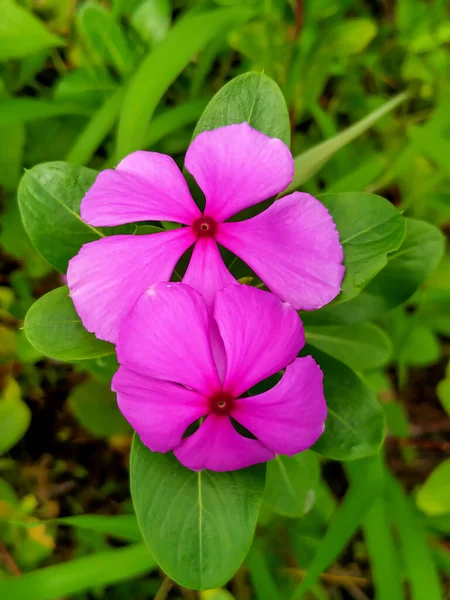 Periwinkle çiçekleri Akşamları tropiklerdeki küçük bir bahçede çiçek açar