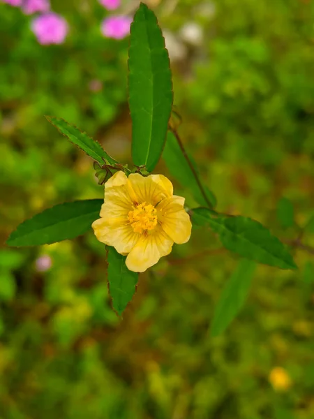 Pequenas Flores Silvestres Com Cores Amarelas Brilhantes Estão Prontas Para — Fotografia de Stock