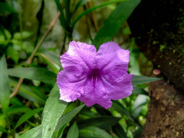 Ruellia Simplex, kendine özgü mor rengiyle öğleden sonra çiçek açar..