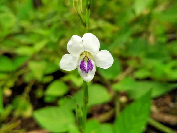Bahçede küçük tropikal bir orkide sersemletici beyaz ve mor.