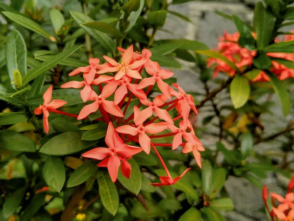 Krásné Jasmínové Květy Červenou Barvou Čekají Déšť Zamračený Den — Stock fotografie