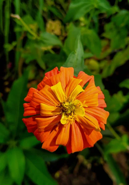 珍しい赤いジンニアの花は装飾的なリボンのような形をしています — ストック写真