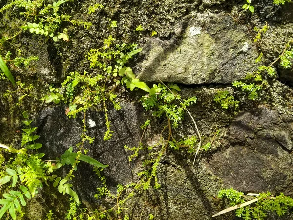 Bitkilerle kaplı eski bir tuğla duvar. Arkaplan resmi.